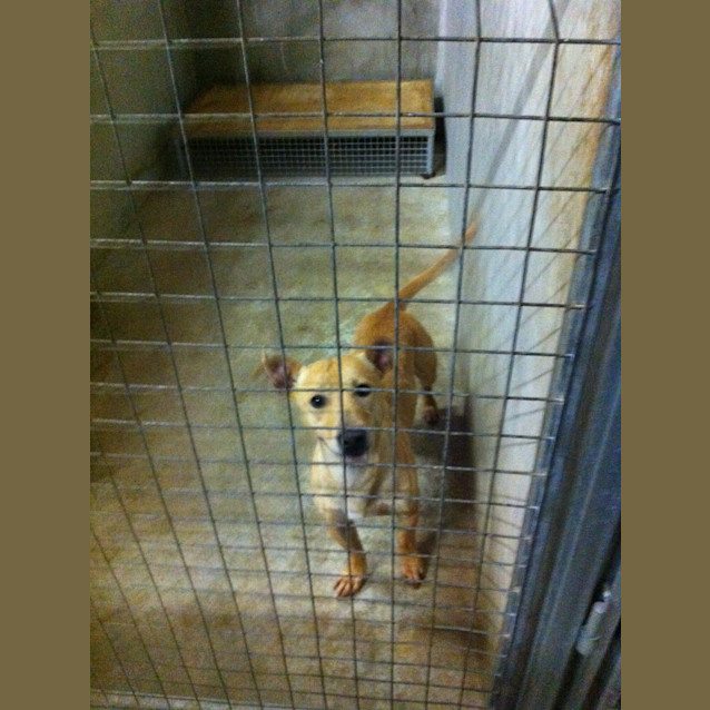 Photo of Santa's Little Helper * Impounded Carer Needed*