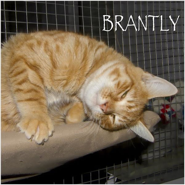 Photo of Brantly