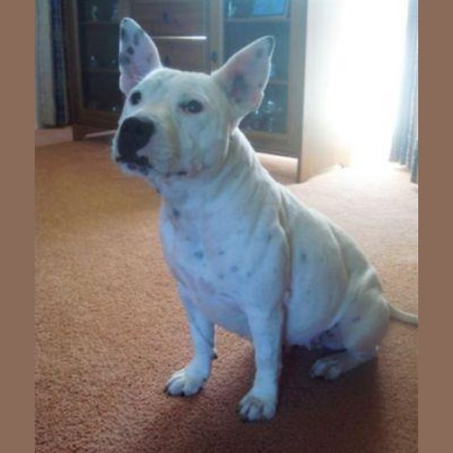Photo of Sugar