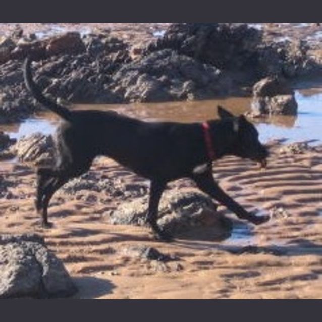 Photo of Ziggy(d1853)*Adopted*