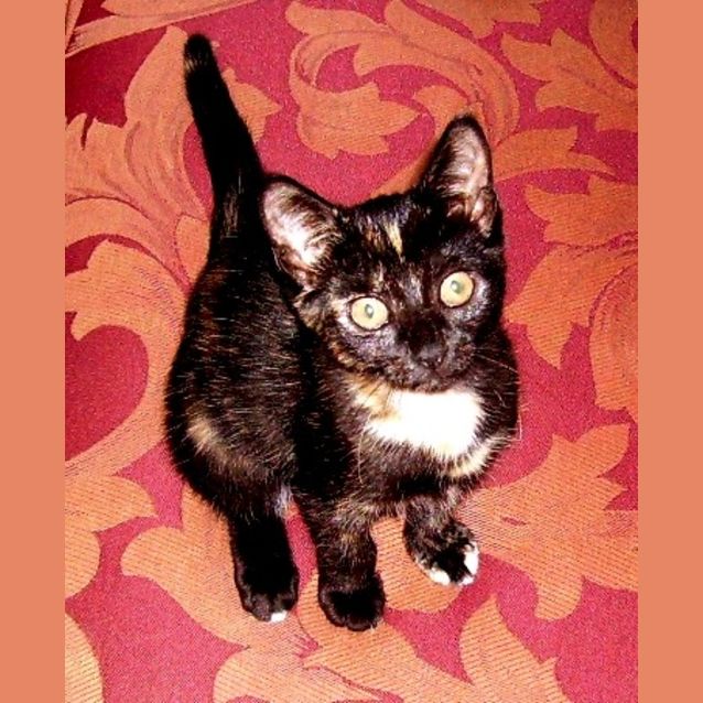Photo of Meesha