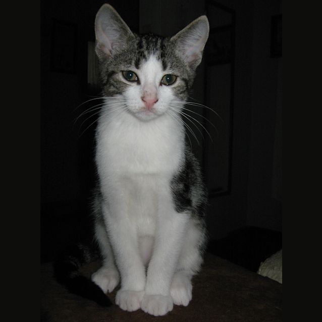 Photo of Tigger & Boshi