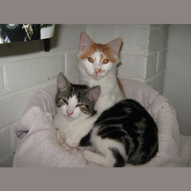 Photo of Tigger & Boshi