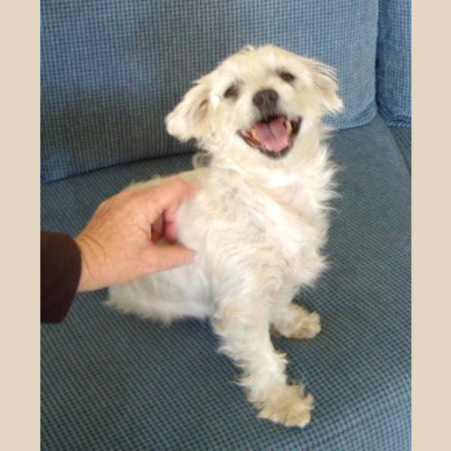 Photo of Muffy (On Trial)