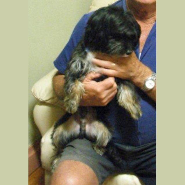 Photo of Wags (On Trial)