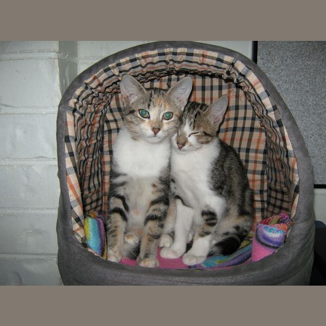 Photo of Bushells & Earl (On Trial)