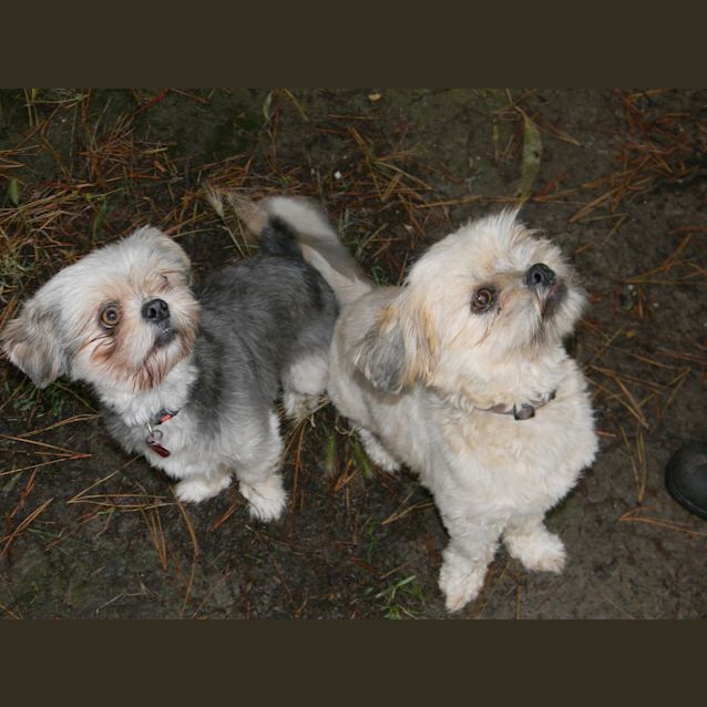Photo of Munchkin And Mollina