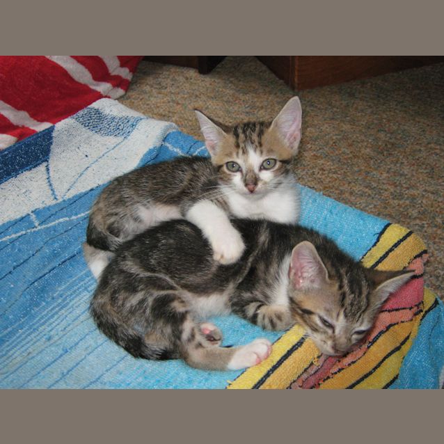 Photo of Bushells & Earl (On Trial)