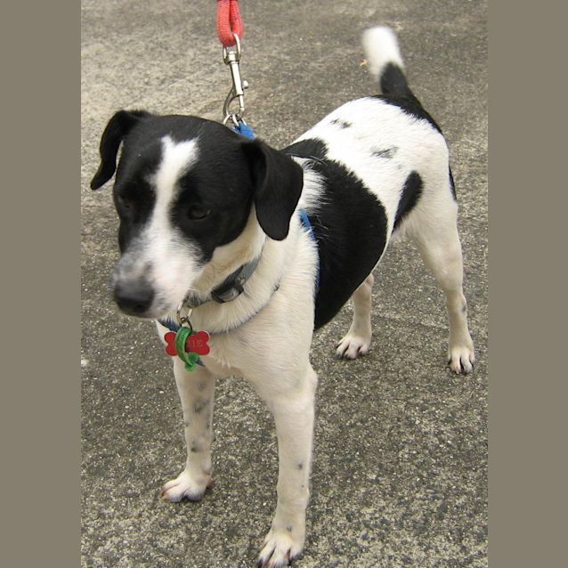 Photo of Ozzie (On Trial)