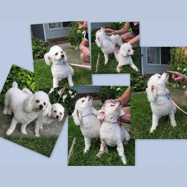 Photo of Tilly And Taj (On Trial)