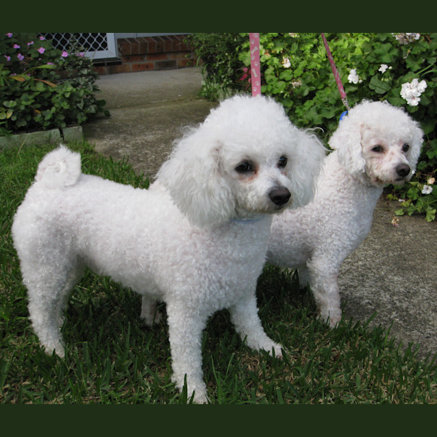 Photo of Tilly And Taj (On Trial)