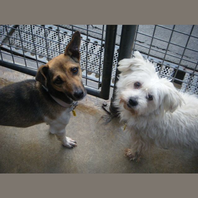 Photo of Molly & Baxter   To Be Rehomed Together