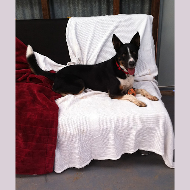 Photo of Bob *Adoption Pending*
