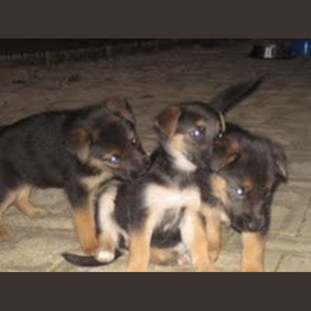 Photo of Mixed Puppies