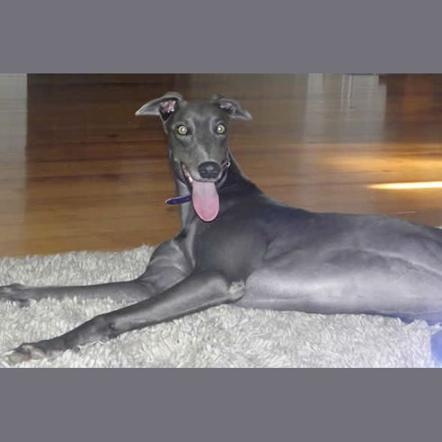 Photo of Izzy