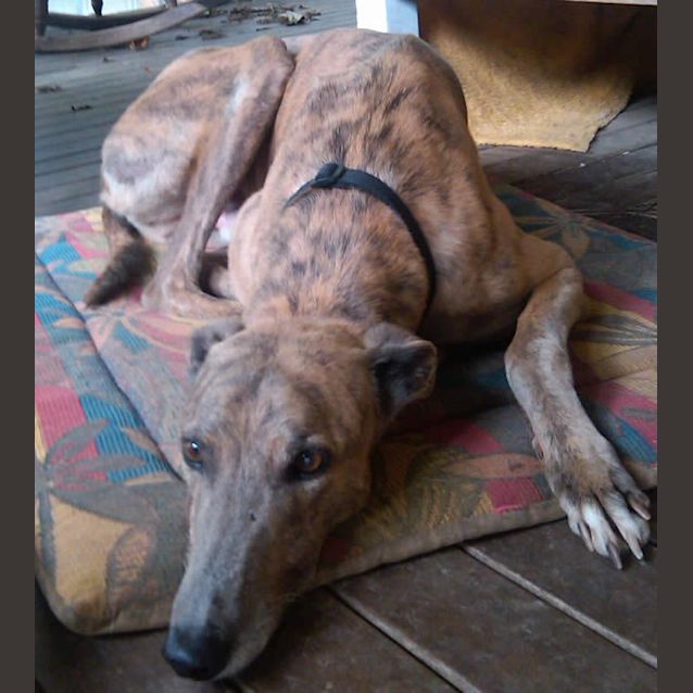 Photo of Bingo