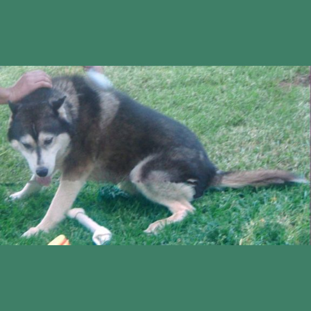 Photo of On Hold   Diesel