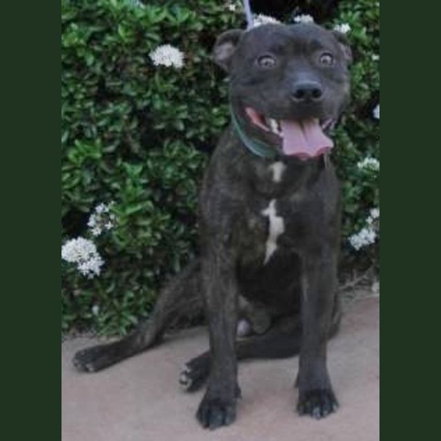 Photo of Benson(d1860)*Adopted*