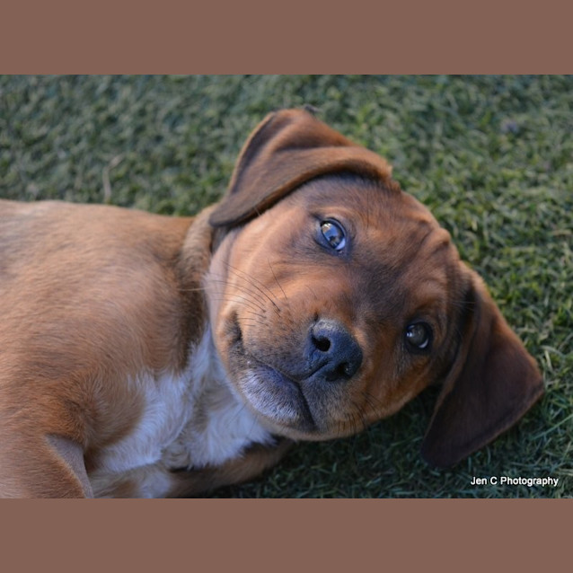 Photo of Jasper ** Such A Good Pup **