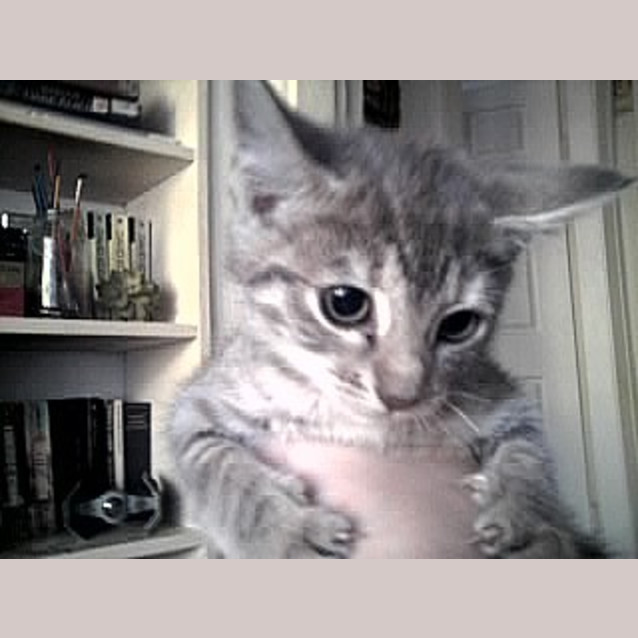 Photo of Noki Has Found A Loving Home