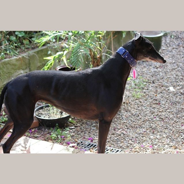 Photo of Bella   On Trial