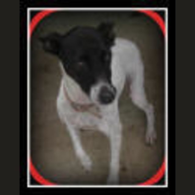 Photo of Pipsqueak *On Trial*