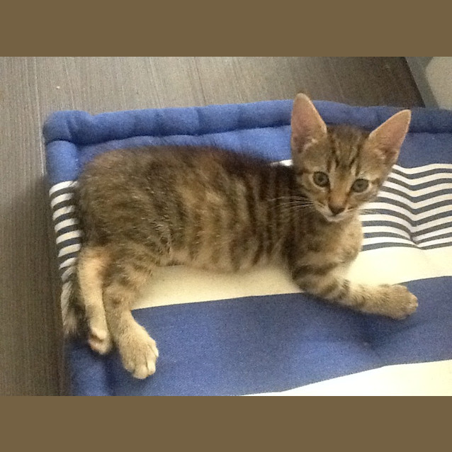 Photo of Cinnamon