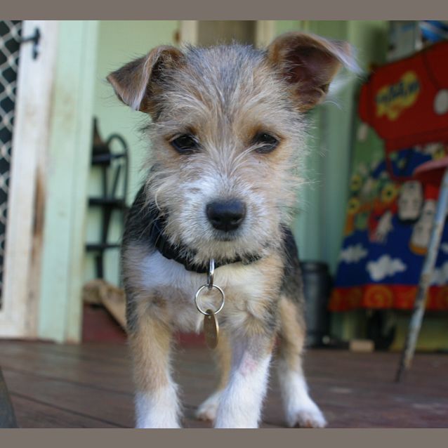 Photo of Mitch   Adopted