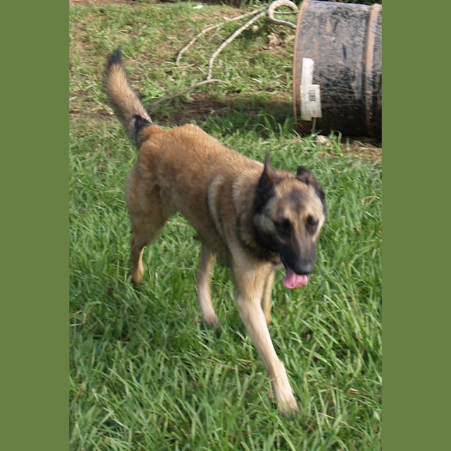 Photo of Tiffany   Your Agility Herding Obedience Dog