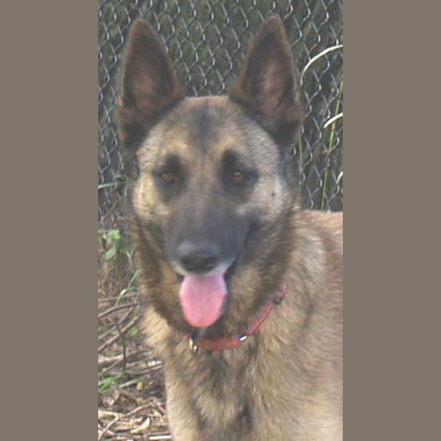 Photo of Tiffany   Your Agility Herding Obedience Dog