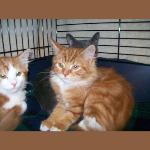 Photo of Bowie Adoption Day 4. June In Moorabbin