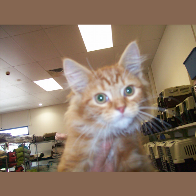 Photo of Bowie Adoption Day 4. June In Moorabbin