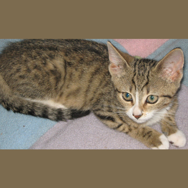 Photo of Tally