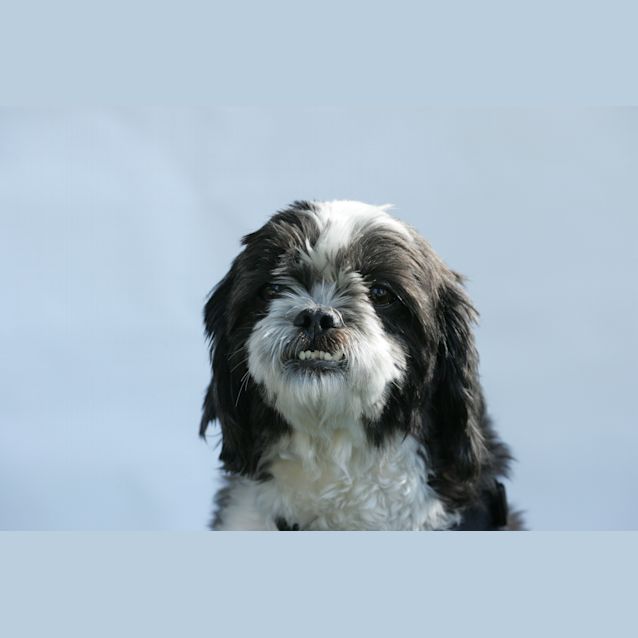 Photo of Wendel