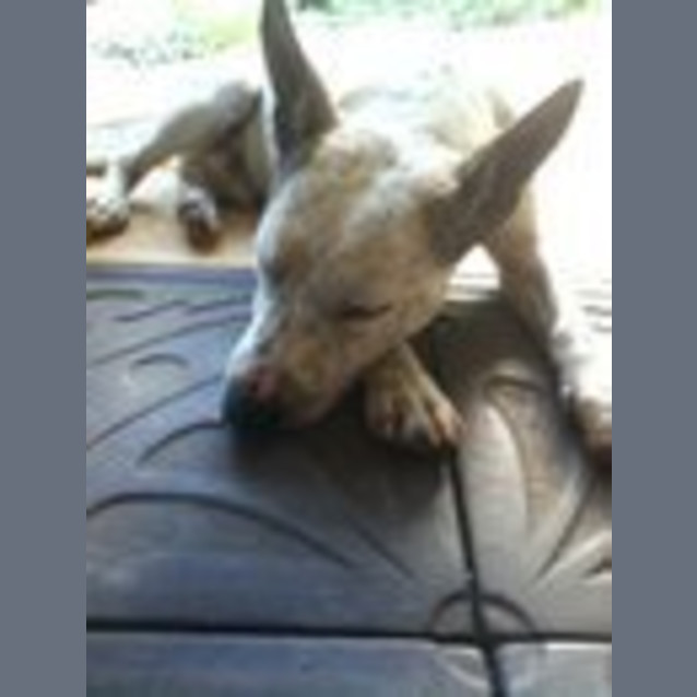 Photo of Jedda*Needs Foster/Adopt*