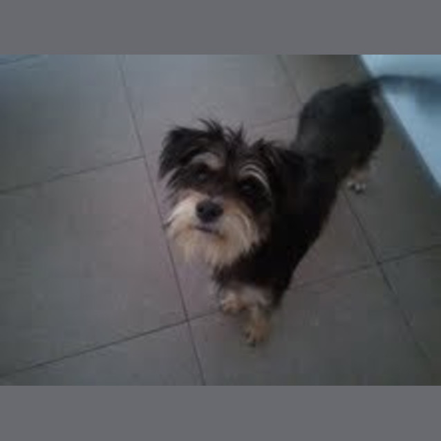 Photo of Hank