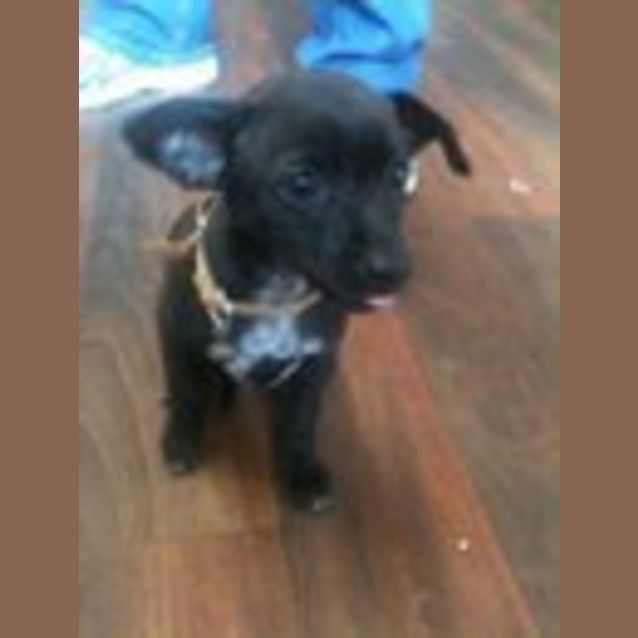 Photo of Sparky *Adoption Pending*