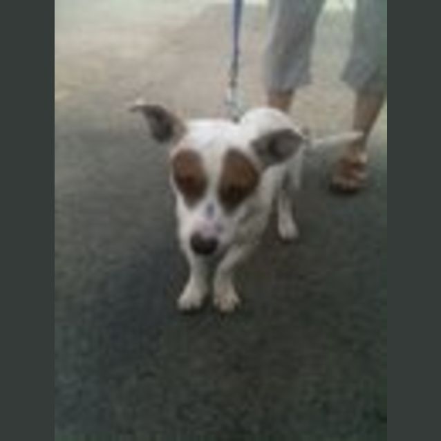 Photo of Stumpy ** Adoption Pending **