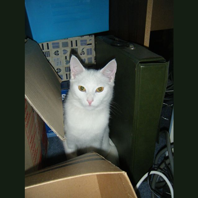 Photo of Beau Buddy *Adoption Pending*