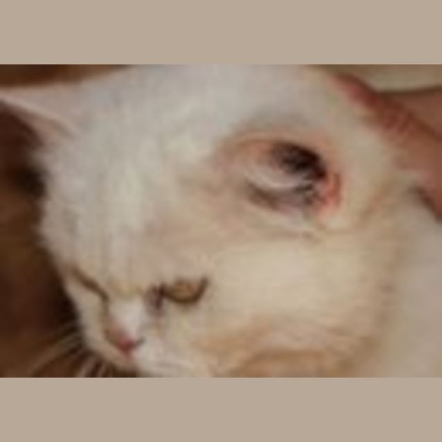 Photo of Bianca *Adoption Pending*
