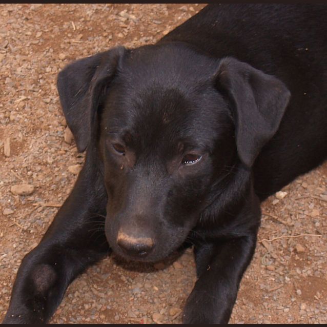 Photo of Velvet