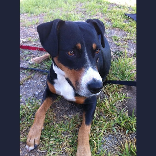 Photo of ***Adoption Pending*** Sascha