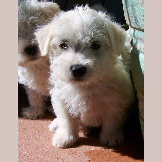 Photo of Albert