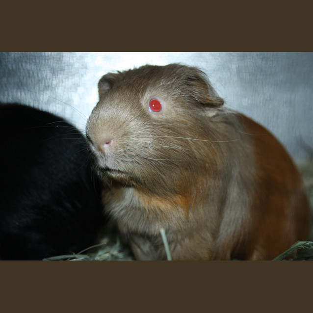 Photo of Hugo