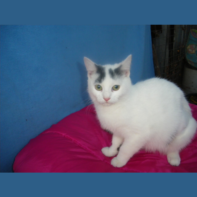 Photo of Bunny