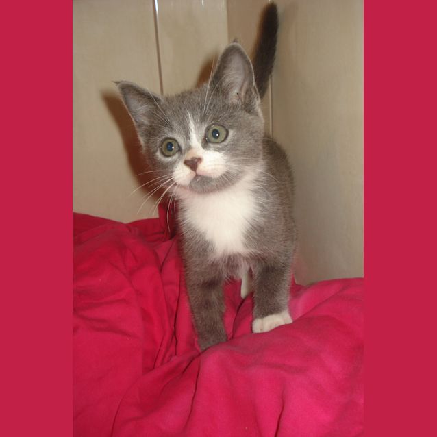 Photo of ***Teddy***