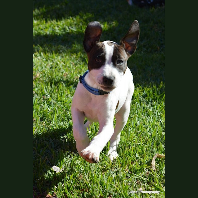 Photo of Princess ** Adorable Pup **