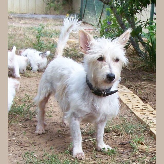 Photo of Skipper
