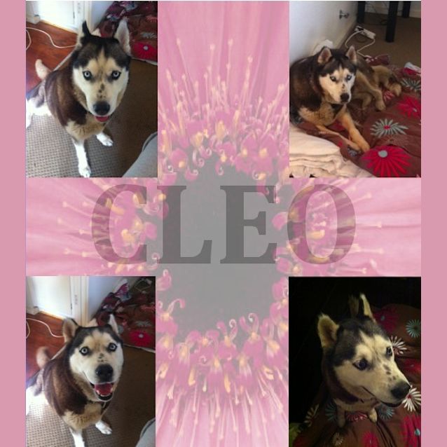 Photo of Cleo