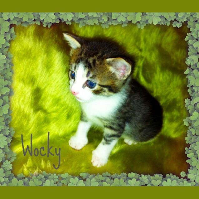 Photo of Jabberbabywocky *On Trial In His New Home!*